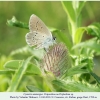 cyaniris semiargus oviposition1